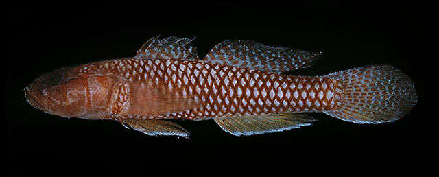 Image of Latticed goby