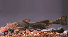 Image of Ussuri catfish