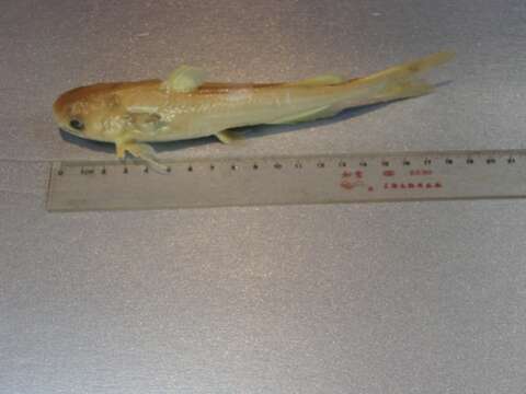 Image of Yellow catfish