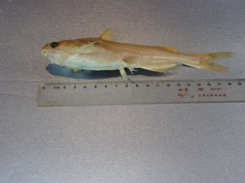 Image of Yellow catfish