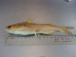 Image of Yellow catfish