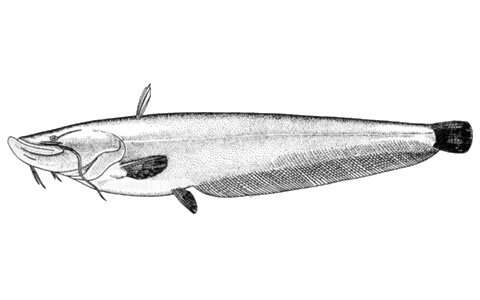 Image of Northern sheatfish