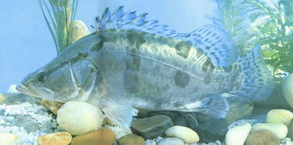 Image of Mandarin fish