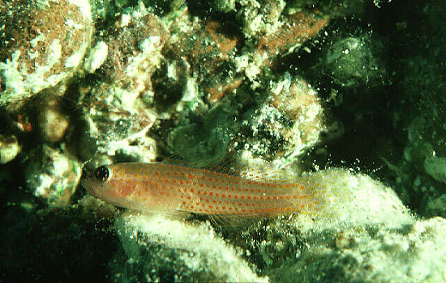 Image of Avidor&#39;s pygmygoby