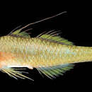 Image of Fishelson&#39;s pygmygoby