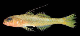 Image of Fishelson&#39;s pygmygoby