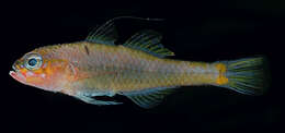 Image of Fishelson&#39;s pygmygoby