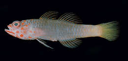 Image of Yellow-tailed pygmygoby