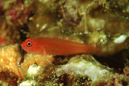 Image of Benjamin's goby