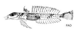 Image of Draconettidae