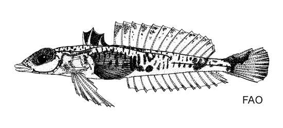 Image of Draconettidae