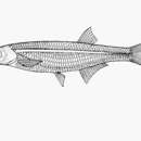 Image of Lake Victoria sardine