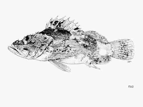 Image of Whiteblotched scorpionfish