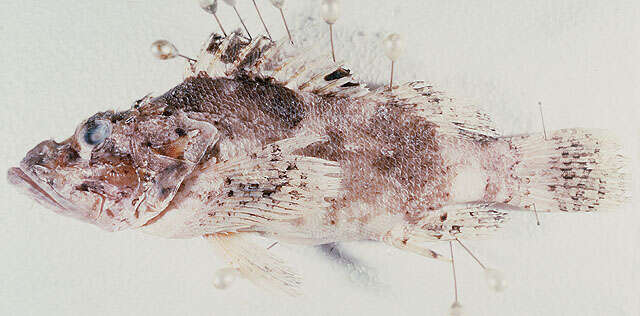 Image of Whiteblotched scorpionfish