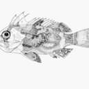 Image of Draco waspfish