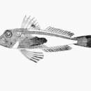 Image of Bullhorn gurnard