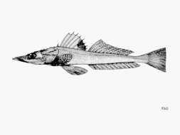 Image of Regan&#39;s flathead