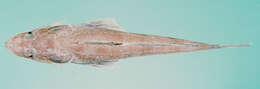 Image of Regan&#39;s flathead