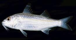 Image of Gilded goatfish