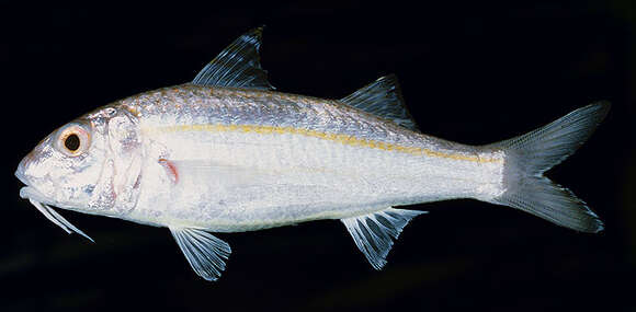 Image of Gilded goatfish