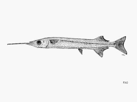 Image of Sind halfbeak