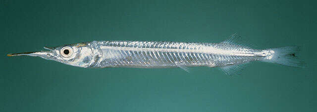 Image of Sind halfbeak