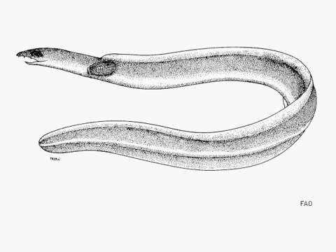 Image of Hoeven&#39;s snake eel