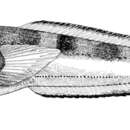 Image of Porichthys bathoiketes Gilbert 1968