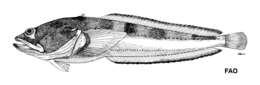 Image of Porichthys bathoiketes Gilbert 1968