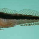 Image of Crested Blenny