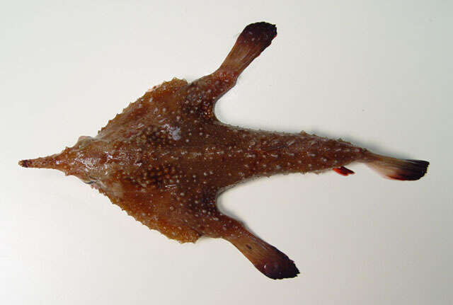 Image of Dwarf Batfish