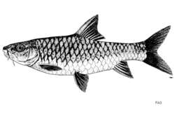 Image of Red mahseer