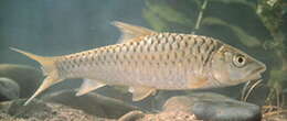 Image of Red mahseer