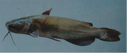 Image of channel catfish