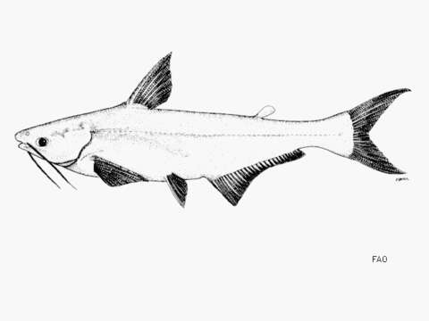 Image of Pangas catfish