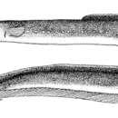Image of Anguilla japonica Temminck & Schlegel 1846