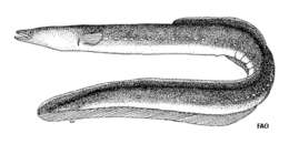 Image of Japanese Eel