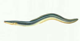 Image of Japanese Eel