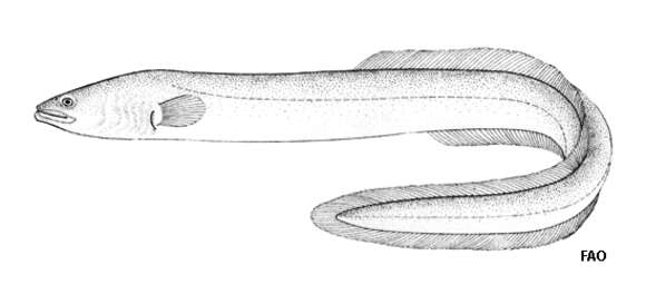 Plancia ëd Anguilla rostrata (Lesueur 1817)