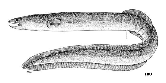 Plancia ëd Anguilla australis Richardson 1841