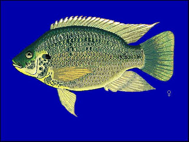 Image of Mozambique Tilapia