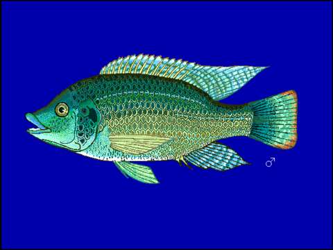 Image of Mozambique Tilapia