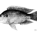 Слика од Oreochromis mossambicus (Peters 1852)