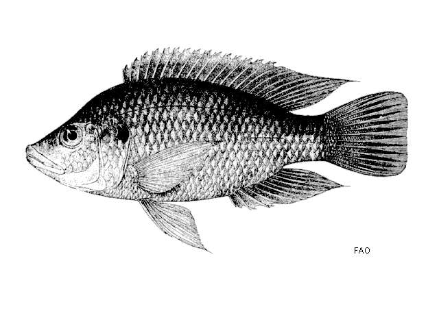 Image of Mozambique Tilapia