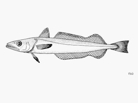 Image of Merluccius