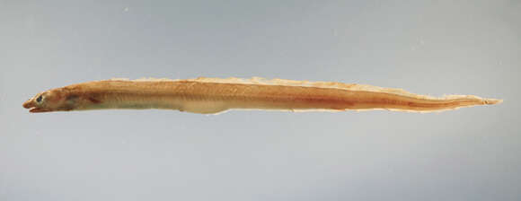Image of Conger eel