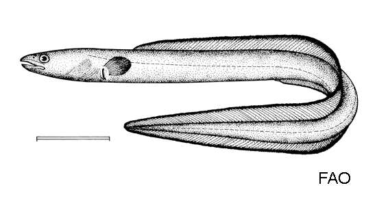 Image of American Conger