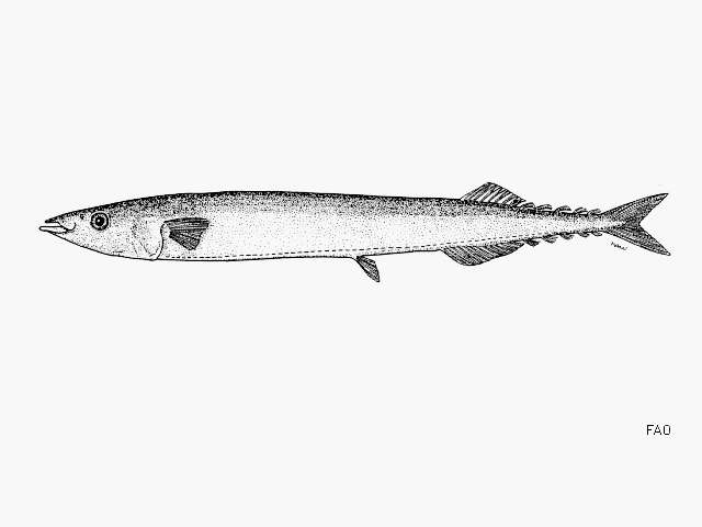 Image of Pacific saury