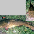 Image of Flathead Catfish