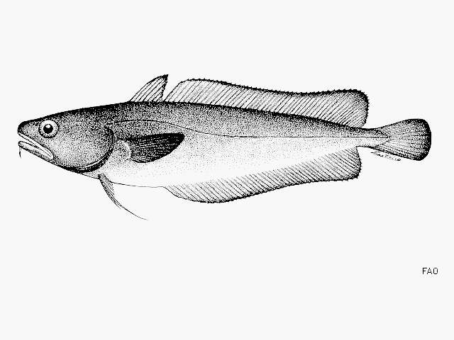 Image of Patagonian cod